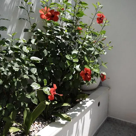 Guest house Jele